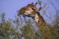 Il est trés fréquent de voir la girafe se nourrir en broutant le feuillage des branches situées à hauteur de sa téte. mammiferes afrique girafe 